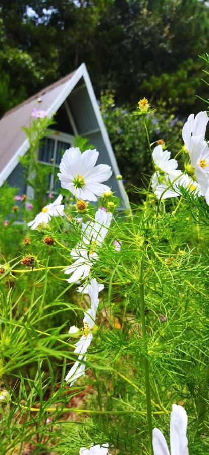 Tuyet Hoa Hon Bo Homestay Dalat Exterior foto