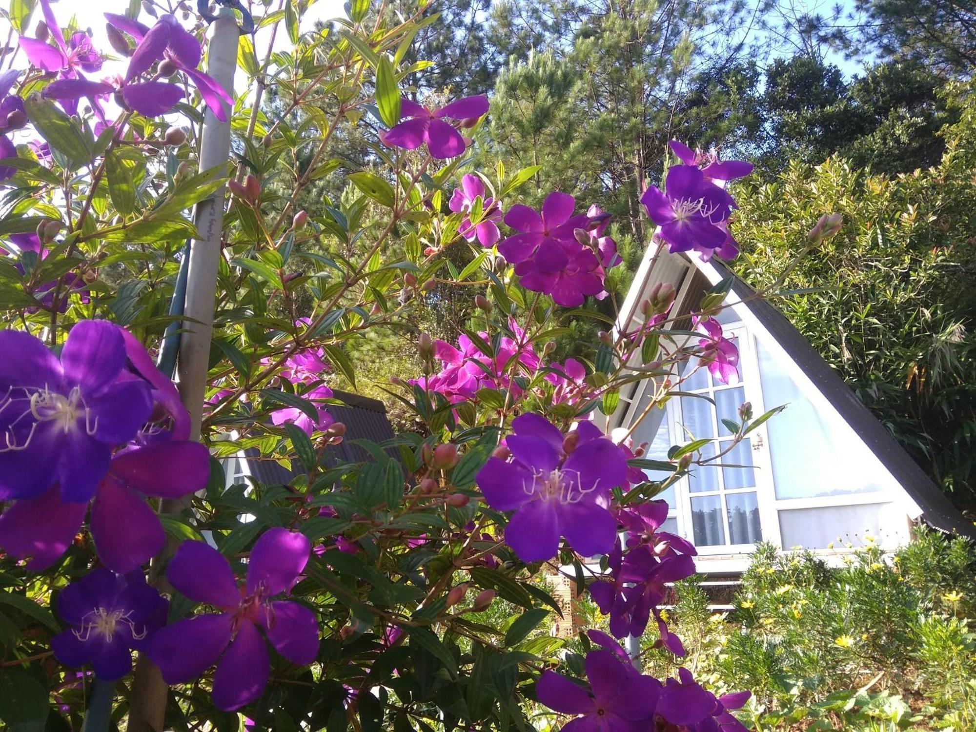 Tuyet Hoa Hon Bo Homestay Dalat Exterior foto